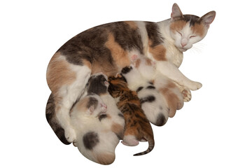Cat with little kittens, kittens seven days old