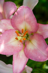 Large beautiful flowers of Lilium