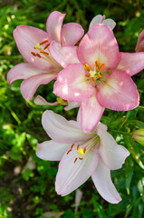Large beautiful flowers of Lilium