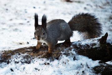 squirrel on the snow