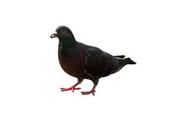 Pigeon eating seed, hungry bird