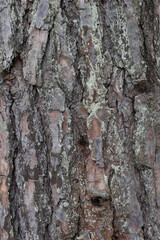 Natural structure of pine bark in the wild.