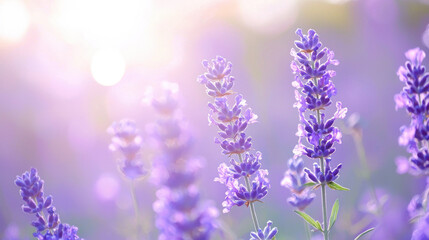 Obraz premium Lavender flowers in soft, dreamy sunlight with blurred background, creating serene and calming atmosphere. vibrant purple hues contrast beautifully with warm light