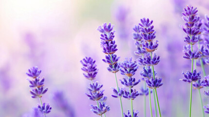 Naklejka premium serene close up of blooming lavender flowers in soft, dreamy light, showcasing their vibrant purple hues and delicate texture, evoking sense of calm and tranquility