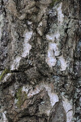Natural texture of birch bark in the wild.