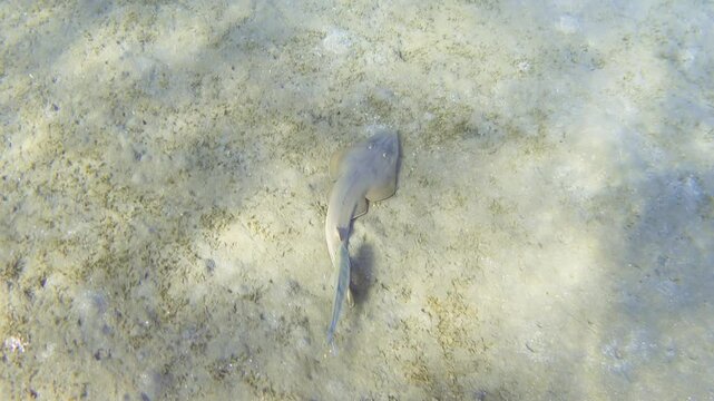 Guitarfish underwater. Halavi ray (Glaucostegus halavi), Red Sea. 4K stock video footage