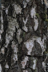 Natural structure of birch bark in the wild.