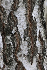 Natural texture of birch bark in the wild.
