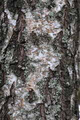Natural texture of birch bark in the wild.