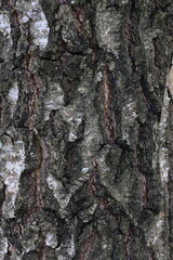 Natural structure of birch bark in the wild.