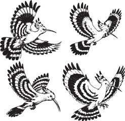 Dynamic Hoopoe Flight Illustrations - Detailed Black-and-White Sketches © Haider