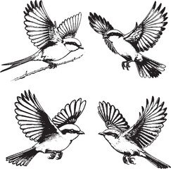 Obraz premium Dynamic Bird Flight Illustrations - Detailed Black-and-White Sketches