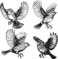 Dynamic Bird Flight Illustrations - Detailed Black-and-White Sketches