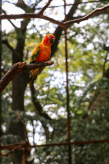 A small orange parrot in the zoo.