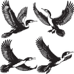 Obraz premium Dynamic Cormorant Illustrations - Detailed Black-and-White Flight Sketches