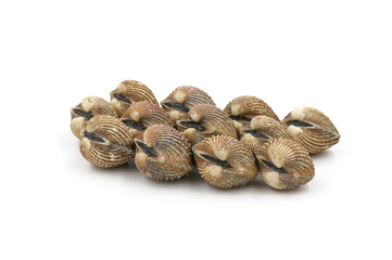 Fresh cockles on white background. Seafood.