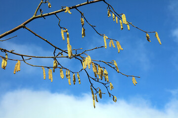Hazel Catkins against a blue winter sky, Derbyshire England
