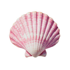 a pink shell with a white background