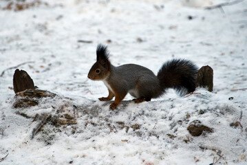 A small fluffy squirrel in the snow looking for food.
