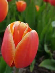 red and yellow tulip