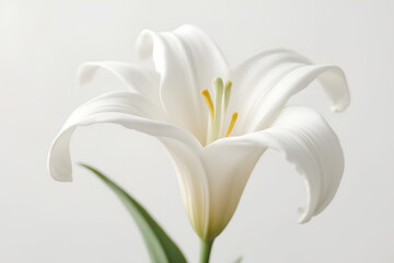 Fototapeta premium Elegant Easter lily blossom with gently curved petals and prominent yellow stamen presented on a soft white background conveying spring renewal