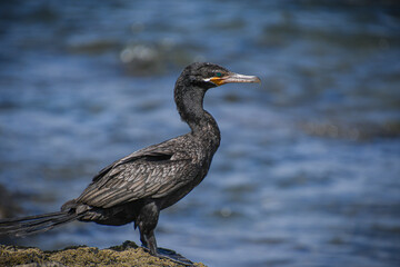 Beautiful specimen of European shag in the Guanacaste province of Costa Rica on the shores of the Pacific Ocean