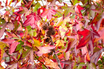 Sweetgum, liquidambar tree or copalm balsam with fall foliage and seeds, altingiaceae