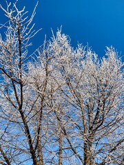 Tall trees display frost-covered branches under a clear blue sky, creating a tranquil winter atmosphere filled with shimmering ice crystals
