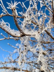 Branches of a tree are adorned with delicate frost crystals, sparkling in the sunlight under a...