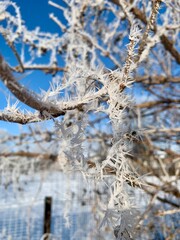 Delicate frost clings to branches, creating a sparkling appearance. The clear blue sky complements the snow-covered ground, evoking a peaceful winter atmosphere
