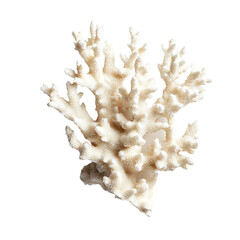 Obraz premium a white coral on a white background