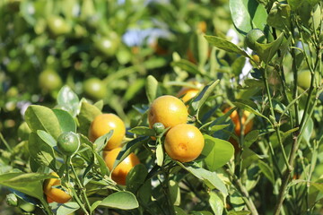 Oranges on the tree in the garden