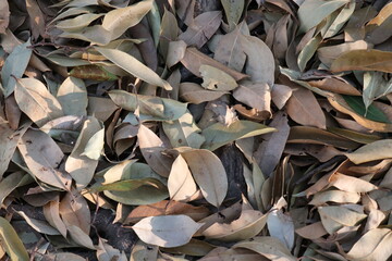 Dry leaves for background. Autumn.
