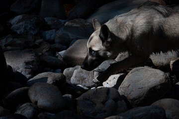 es un perro lobo andando sigilosamente entre las sombras por rocas iluminado con una fuerte luz con...