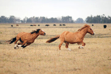 Caballos corriendo libres por el campo , pampa argentina , padrillo, manada de caballos, campo...