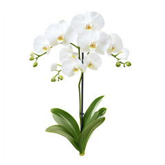Obraz premium beautiful orchid with white petals and green leaves on solid white background
