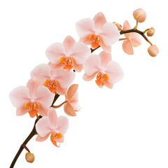 Fototapeta premium beautiful orchid flower branch with delicate pink petals and orange centers