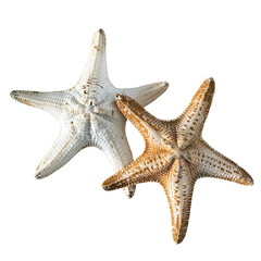 two starfishs are standing next to each other