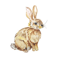 Hare, bunny or rabbit watercolor hand drawn illustration. Animal in gray brown color drawn in a sitting pose. Isolated element for use in patterns, printing on objects, cards, posters. Forest fauna