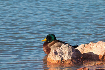 Duck on the water's edge.