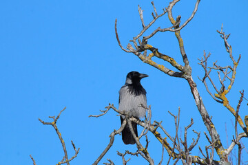A hooded crow observes its surroundings.