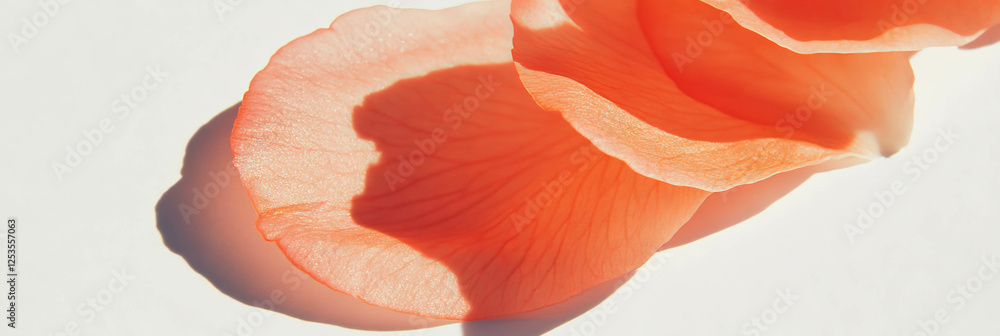 Poster sakura petal resting softly on a white background with gentle shadows showing elegance and beauty
