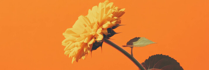 Bright sunflower head against an orange background showcasing its textured back