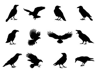 Set of Raven Silhouette in various poses isolated on white background. A collection of black crows.