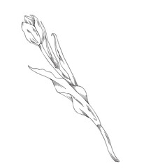 Tulip vector illustration. Hand drawn flower. 

