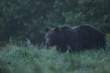 Niedźwiedź brunatny, (Ursus arctos), brown bear © Bartosz Rakoczy