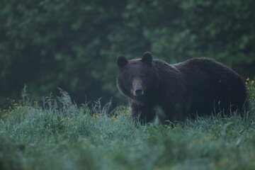 Niedźwiedź brunatny, (Ursus arctos), brown bear © Bartosz Rakoczy