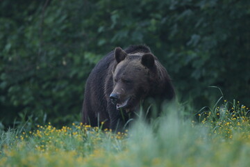 Niedźwiedź brunatny, (Ursus arctos), brown bear © Bartosz Rakoczy