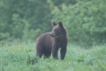 Niedźwiedź brunatny, (Ursus arctos), brown bear © Bartosz Rakoczy