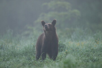 Niedźwiedź brunatny, (Ursus arctos), brown bear © Bartosz Rakoczy